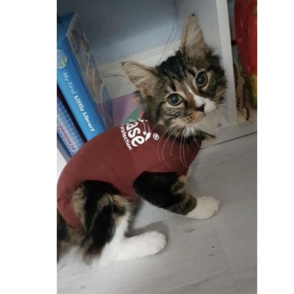 dogease coat aiding cat